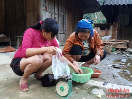 Ngoài dùng để chế biến làm thức ăn, nòng nọc còn trở thành hàng hóa bán khá đắt khách. 1kg nòng nọc đã làm sạch ruột có giá bán từ 100 - 150 nghìn đồng.