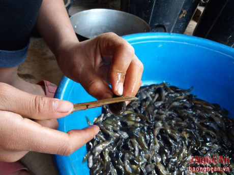 Nòng nọc chỉ sống trong môi trường nước sạch, không hóa chất nên người dân rất yên tâm khi chế biến làm thức ăn. Nòng nọc có thể dùng chế biến ra nhiều món ăn như: Nấu canh chua, lam, sào, bọc lá chuối nướng...
