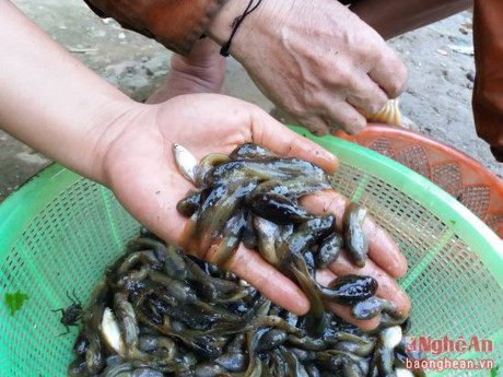Những con nòng nọc béo mẫm, to bằng ngón tay là đặc sản để đãi khách quý đến thăm nhà vào dịp này.