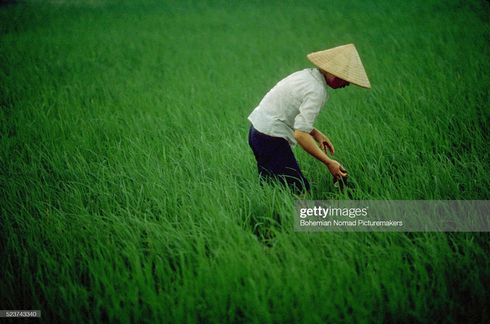Người nông dân trên cánh đồng lúa Đông Anh.