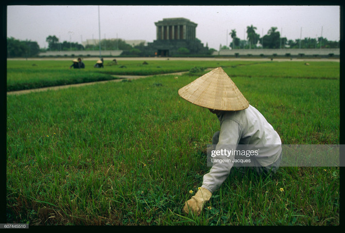Công nhân dọn cỏ ở Quảng trường Ba Đình.