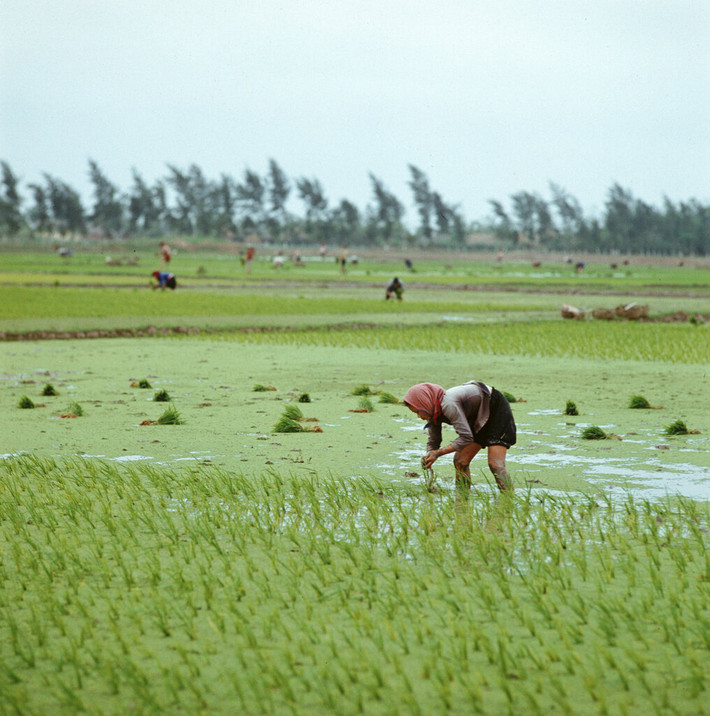 Người nông dân gieo mạ trên cánh đồng ở tỉnh Nam Hà.