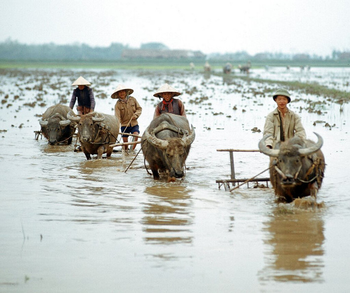Nhóm nông dân cày ruộng bằng trâu cạnh Quốc lộ 1, gần Đồng Hới.