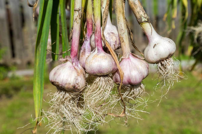 Tỏi (Allium sativum) là một trong những cây gia vị được trồng phổ biến nhất, nguồn gốc không xác định, họ hàng gần nhất trong tự nhiên được tìm thấy ở Trung và Tây Nam Á. Có mùi nặng đặc trưng, "củ" của loài cây này được sử dụng như vật phẩm trừ tà trong nhiều nền văn hóa khác nhau.