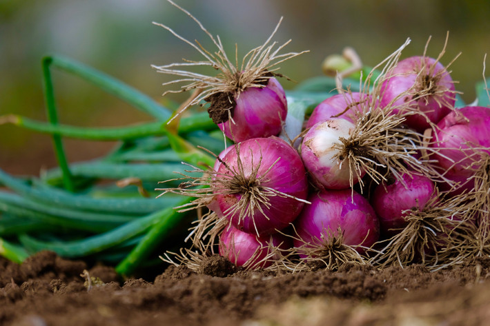 Hành tím hay hẹ tây từng được phân loại như một loài cây riêng biệt với pháp danh Allium ascalonicum. Đến năm 2020 chúng bị "hạ cấp" thành một giống của hành tây (Allium cepa).