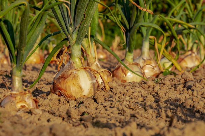 Hành tây (Allium cepa) là loài cây điển hình của chi Hành, có nguồn gốc không xác định. Loài cây này đã được con người trồng từ 5.000 năm trước ở khu vực Trung Á để lấy "củ" - thực chất là phần bó bẹ lá phình to - làm thực phẩm.