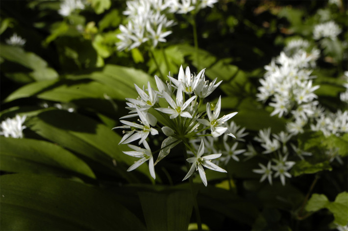 Tỏi gấu (Allium ursinum) là loài cây có họ hàng với tỏi và mùi tương tự, nhưng lá rộng bản. Chúng thường mọc thành thảm rộng trên tầng đáy rừng châu Âu vào mùa xuân.