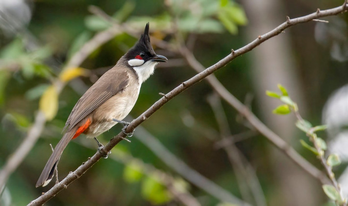 Chào mào (Pycnonotus jocosus) dài 18-20 cm, là loài định cư, phổ biến trong cả nước. Sinh cảnh của loài chim chào mào điển hỉnh này là rừng thứ sinh, cây bụi, đất nông nghiệp, vườn, làng mạc, đô thị. Ảnh: eBird.