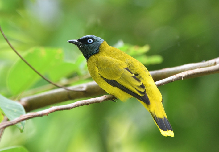 Chào mào vàng đầu đen (Pycnonotus atriceps) dài 18-19 cm, là loài định cư tương đối phổ biến tại Trung, Nam Trung Bộ và Nam Bộ (VQG Cát Tiên, Chư Yang Sin). Môi trường sống của chúng là rừng lá rộng thường xanh, rừng hỗn giao, rừng thứ sinh, bìa rừng, thường gặp ở vùng đất thấp.