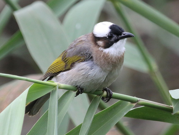 Bông lau Trung Quốc (Pycnonotus sinensis) dài 19-20 cm, là loài định cư, dtpb tại Đông Bắc, di cư xuống Bắc và Trung Trung Bộ vào mùa đông (VQG Cát Bà, Bái Tử Long, Xuân Thủy, Cúc Phương). Chúng sống ở rừng thứ sinh, rừng ngập mặn, cây bụi, đất trồng trọt, chủ ở vùng đất thấp.