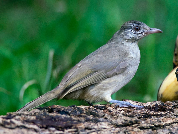 Bông lau tai vằn (Pycnonotus blanfordi) dài 18-20 cm, là loài định cư, phổ biến từ Trung Trung Bộ đến Nam Bộ (VQG Cát Tiên, Tràm Chim, khu BTTN Vĩnh Cửu, sân chim Cà Mau). Chúng sống ở các khu vực bán hoang mạc, cây bụi, khu trồng trọt, vườn, thành thị, rừng khộp hỗn giao.