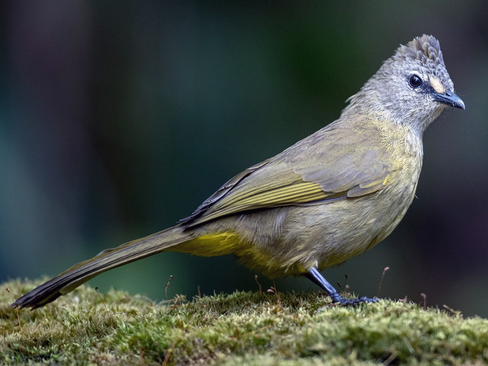 Bông lau vàng (Pycnonotus flavescens) dài 21-22 cm, là loài định cư, tương đối phổ biến tại Tâ Bắc, Đông Bắc, phổ biến tại Trung và Nam Trung Bộ (VQG Chư Yang Sin, Bidoup Núi Bà, khu vực Đà Lạt). Chúng sống ở các khu vực trống trải bên trong rừng thường xanh, rừng thứ sinh, bìa rừng, cây bụi và cỏ sậy, độ cao 900-2.600 mét.