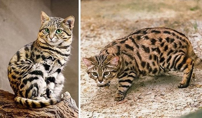 Mèo chân đen: Mèo chân đen là một trong những loài mèo nhỏ nhất trên thế giới. Con trưởng thành có cân nặng trung bình khoảng 1,9 kg và tối đa 2,45 kg. Loài mèo này chỉ sống ở châu Phi. Mèo chân đen là loài vật sống đơn độc và là động vật ăn đêm, chính vì vậy, chúng ta rất hiếm khi bắt gặp được chúng. Tập tính của loài mèo này hiện vẫn đang được nghiên cứu thêm.
