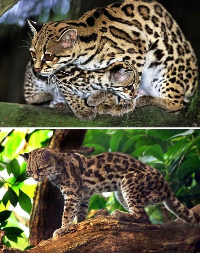 Mèo đốm Margay: Người hàng xóm của mèo đốm Kodkod ở Nam Mỹ dành phần lớn thời gian trên các cành cây. Điều làm chúng ta ngạc nhiên về loài mèo này là chúng có thể nhảy từ cây này sang cây khác và leo xuống nhanh như sóc.