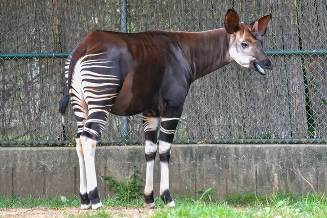 Okapi: Okapi là loài động vật được tìm thấy vùng rừng nhiệt đới phía Bắc và Đông Bắc nước Cộng hòa Congo. Chúng có ngoại hình rất đặc biệt, mang đủ nét của ngựa vằn lẫn hươu cao cổ. Loài này ăn thực vật, chủ yếu là dương xỉ, cỏ, lá non… Thậm chí chúng còn ăn cả khúc cây bị cháy xém.