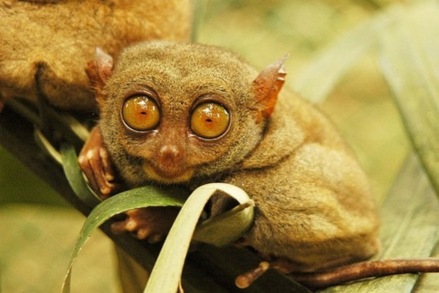 Khỉ lùn Tarsier: Đây là loài linh trưởng nhỏ, quý hiếm nhất thế giới. Chúng bị cho là đã tuyệt chủng vào năm 1921. Tuy nhiên, đến năm 2007, khỉ lùn Tasier bỗng nhiên xuất hiện trở lại. Đây là tin vui với nhân loại, cũng là cơ hội hiếm có để loài người bảo tồn loài linh trưởng này.