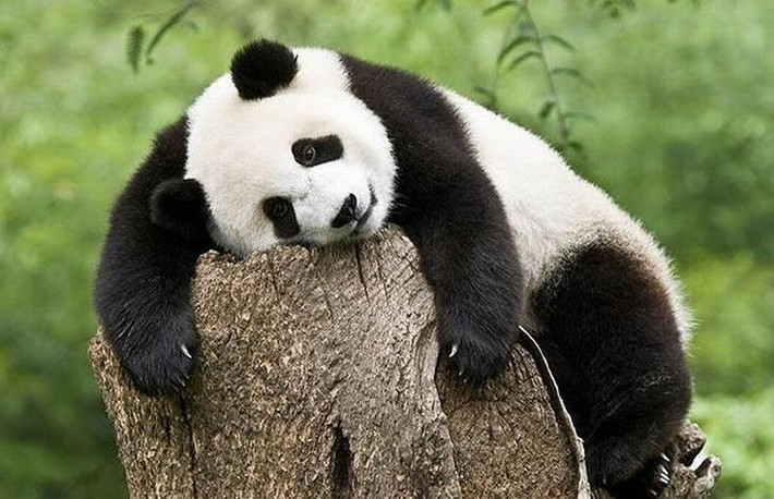 8. Sống đơn độc. Gấu trúc thường sống một mình và chỉ gặp nhau trong mùa sinh sản. Chúng đánh dấu lãnh thổ bằng mùi hương từ tuyến mùi ở đuôi. Ảnh: Pinterest.