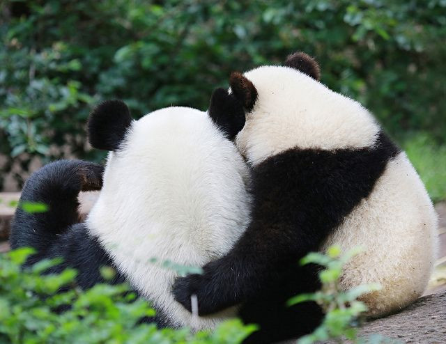 11. Tuổi thọ. Gấu trúc có thể sống từ 20–30 năm trong môi trường nuôi nhốt, nhưng tuổi thọ của chúng thường thấp hơn trong tự nhiên. Ảnh: Pinterest.