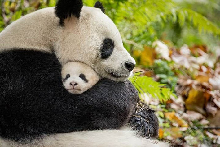 9. Sinh sản khó khăn. Gấu trúc cái chỉ có thể mang thai trong khoảng 2–3 ngày mỗi năm, làm cho việc bảo tồn loài này trở nên đầy thách thức. Ảnh: Pinterest.