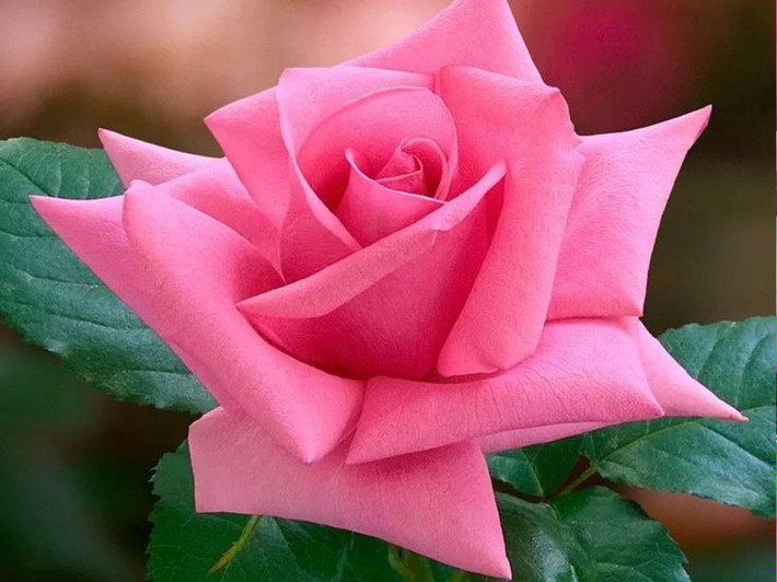 Phản ứng với ánh sáng: Một số loài hoa hồng có khả năng thay đổi màu sắc nhẹ tùy thuộc vào ánh sáng và điều kiện môi trường. Ảnh: Pinterest.