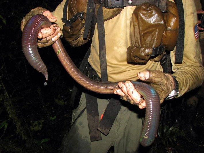 11. Có thể dài đến 3 mét. Loài giun đất khổng lồ Gippsland (Megascolides australis) ở Úc có chiều dài trung bình 1 mét. Một số cá thể thể của loài giun này dài tới 3 mét. Ảnh: Pinterest.