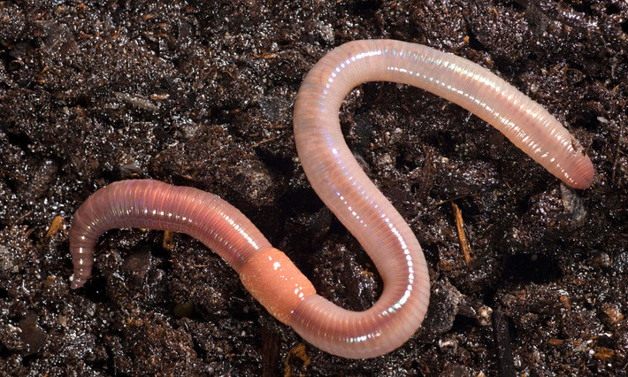 6. Sinh sản lưỡng tính. Giun đất là loài lưỡng tính (hermaphrodite), nghĩa là mỗi cá thể đều có cả cơ quan sinh dục đực và cái. Tuy nhiên, chúng vẫn cần một đối tác để giao phối. Ảnh: Pinterest.