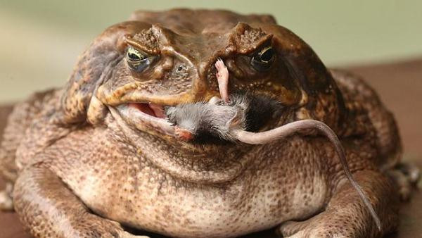 Một con cóc có kích thước lớn như Toadzilla sẽ ăn bất cứ thứ gì mà nó có thể nhét vào miệng, bao gồm cả côn trùng, bò sát và động vật có vú nhỏ.