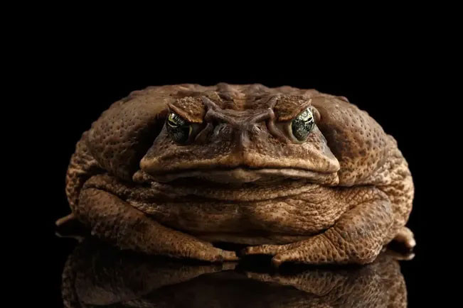Theo nhân viên kiểm lâm, con cóc Toadzilla được cho là mối đe dọa nghiêm trọng đối với môi trường xung quanh.