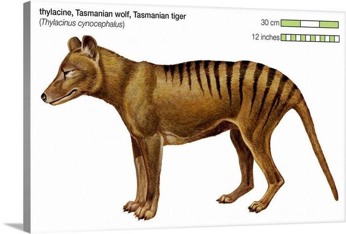 6. Kỹ năng săn mồi. Là động vật ăn thịt, hổ Tasmania săn các loài động vật nhỏ như kangaroo, chim và thú có túi khác, sử dụng sức mạnh của hàm để cắn chặt con mồi. Ảnh: Pinterest.