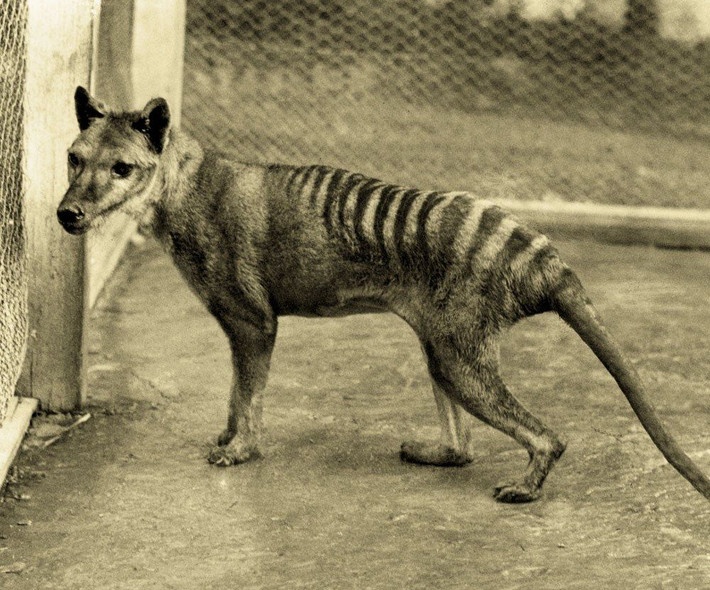 13. Dấu vết di truyền. DNA của hổ Tasmania đã được giải mã, mở ra khả năng nhân bản loài này trong tương lai thông qua công nghệ sinh học. Ảnh: Pinterest.