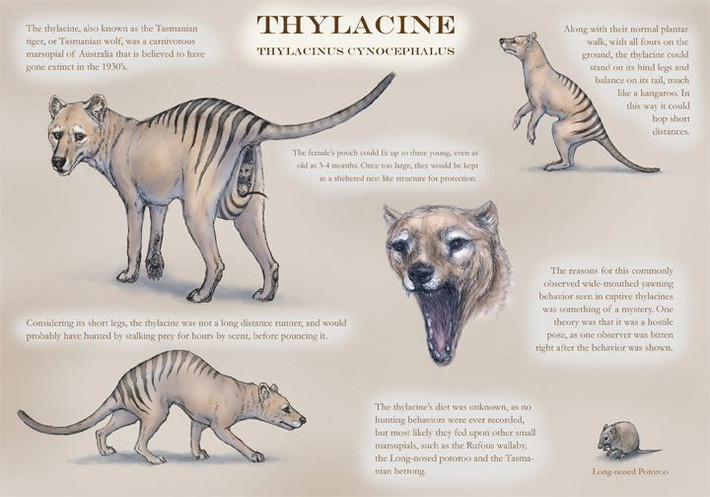 2. Tên khoa học. Tên khoa học của loài này là Thylacinus cynocephalus, có nghĩa là "đầu chó có túi" vì hình dáng của nó giống một con chó với chiếc túi ở bụng. Ảnh: Pinterest.