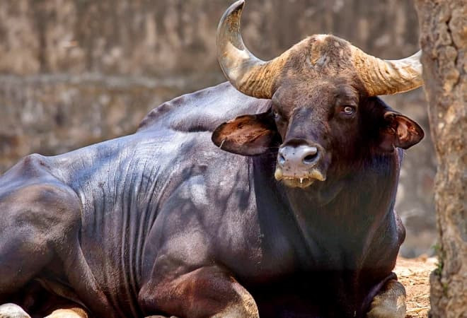 Bò Tót, có tên khoa học là Bos gaurus, thuộc bộ Guốc chẵn (Artiodactyla), họ Trâu bò (Bovidae). Đây là loại động vật có lông màu sẫm, kích thước lớn, xuất hiện chủ yếu ở Ấn Độ và Đông Nam Á. Bò Tót có tên gọi khác là bò rừng Mã Lai hay bò rừng bizon Ấn Độ.