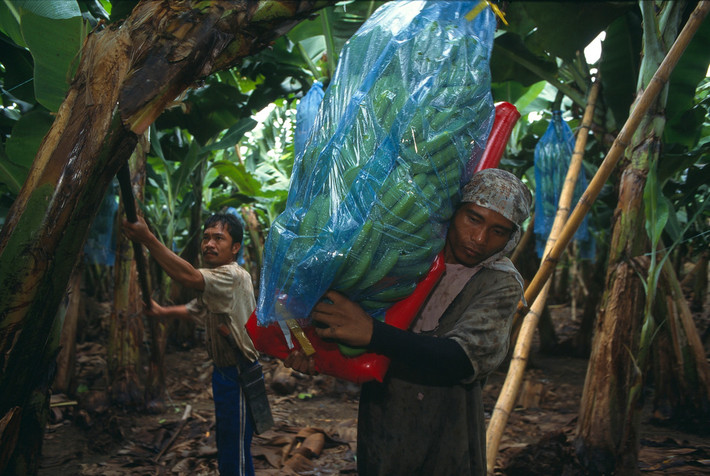 Nông dân thu hoạch chuối tại đồn điền ở Panabo, đảo Mindanao năm 1996. Ảnh: Hiroji Kubota/ Magnum Photos.