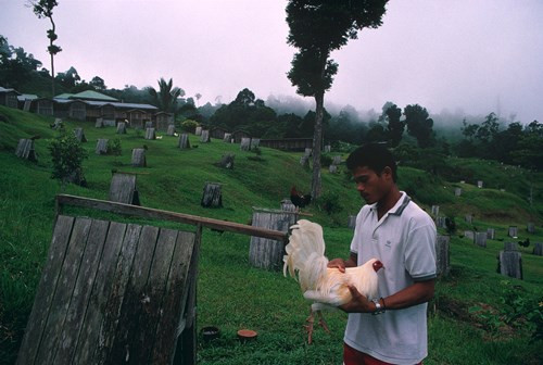Tại trang trại gà chọi BPZ trứ danh ở vùng núi Zamboanga, 1996. Ảnh: Hiroji Kubota/ Magnum Photos.