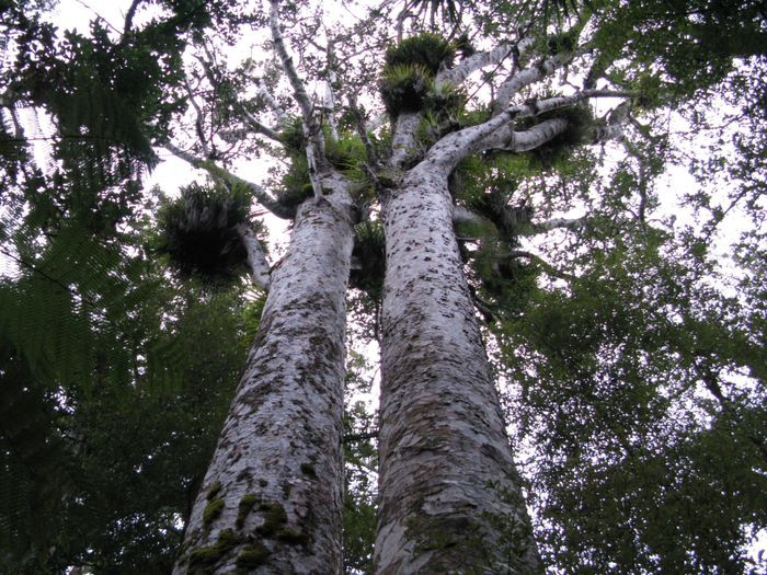 Khi những người châu Âu đầu tiên đến New Zealand, đã phát hiện thân cây Kauri có thể làm cột và tháp cho những chiếc thuyền buồm vì chất lượng gỗ vô cùng tốt