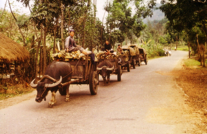 Đoàn xe trâu chở củi.