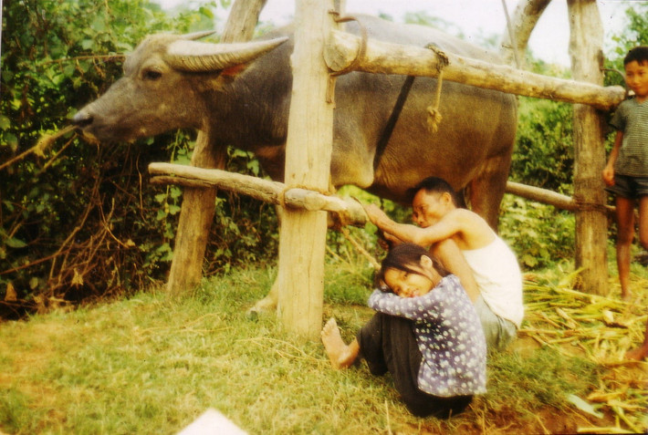 Một chú trâu đang được chăm sóc y tế.