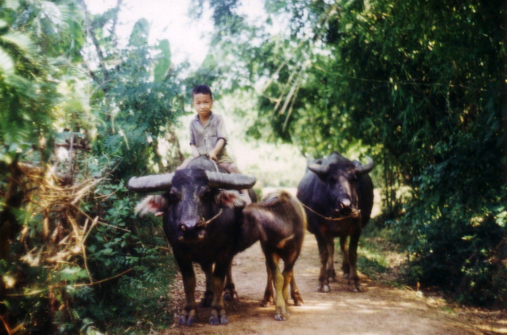 Cậu bé chăn trâu.