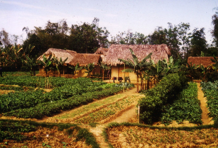 Những ngôi nhà lá và vườn tược bao quanh.