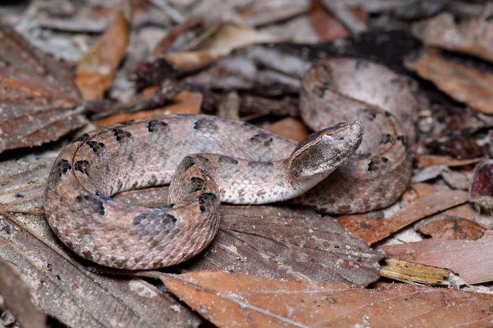 Thuộc họ Rắn lục (Viperidae), rắn chàm quạp trưởng thành có chiều dài trung bình khoảng 70 cm. Các cá thể cái lớn hơn con đực, có thể đạt chiều dài trên 1 mét. Ảnh: Thai National Parks.
