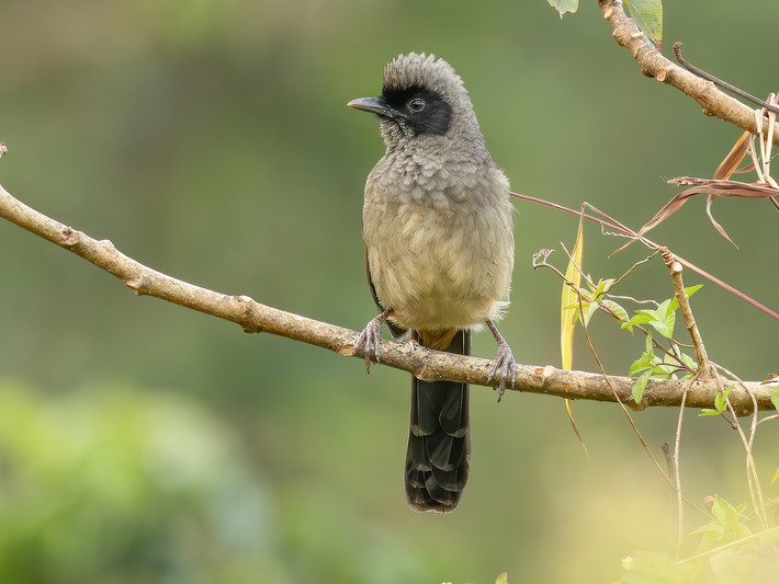 2. Chim bò chao (Pterorhinus perspicillatus) dài 28-32 cm, là loài định cư, tương đối phổ biến tại Tây Bắc, Đông Bắc, Bắc và Trung Trung Bộ. Ảnh: eBird.