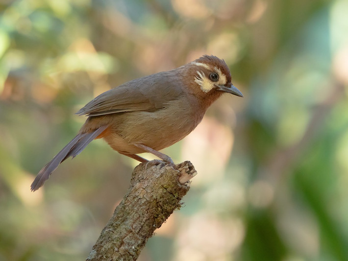 1. Chim bò chiêu (Pterorhinus sannio) dài 22-24 cm, là loài định cư, tương đối phổ biến tại Tây Bắc, Đông Bắc, dễ bắt gặp tại VQG Hoàng Liên Sa Pa, khu BTTN Du Già, Quản Bạ, Tây Côn Lĩnh. Ảnh: eBird.