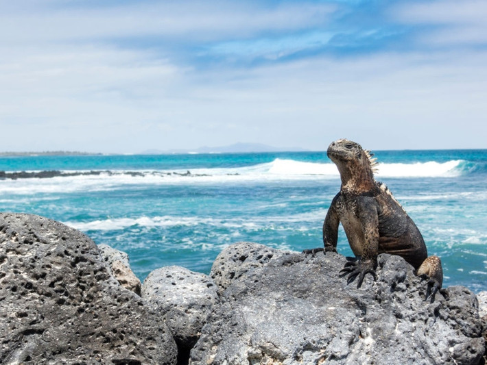Điểm đến thứ 2 được nhắc đến là quần đảo Galapagos (nam Thái Bình Dương). Quần đảo tách biêt này từng là nguồn cảm hứng cho thuyết tiến hóa của Darwin. Galapagos mang danh hiệu quần đảo đẹp bậc nhất hành tinh nhờ sở hữu hệ sinh thái đa dạng, Đảo Galapagos được ví như phòng thí nghiệm ngoài đời thực với đủ các loài sinh vật biển kỳ lạ, quý hiếm. Đảo Galapagos nằm tách biệt với đất liền và nơi sinh sống của nhiều loài thực vật và động vật quý hiếm trên thế giới, trong đó có loài rùa Galapagos khổng lồ, cự đà hồng (được xếp vào nhóm loài nguy cấp), cự đà vàng...