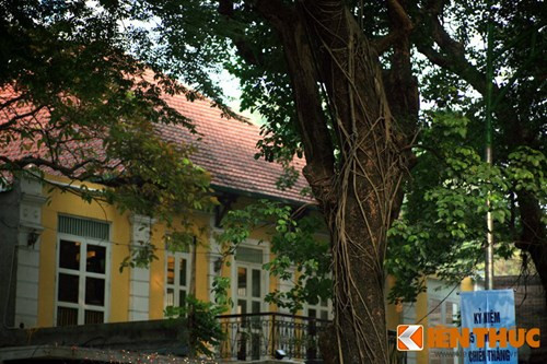 Là loài thực vật phụ sinh, đa bóp cổ thường mọc trên thân cây khác từ hạt do chim chóc, động vật mang đến. Cây nảy mầm từ hạt nhanh chóng phát triển các rễ khí sinh, vừa giúp cây bám chắc vào cây chủ, vừa hút nước và dưỡng chất.