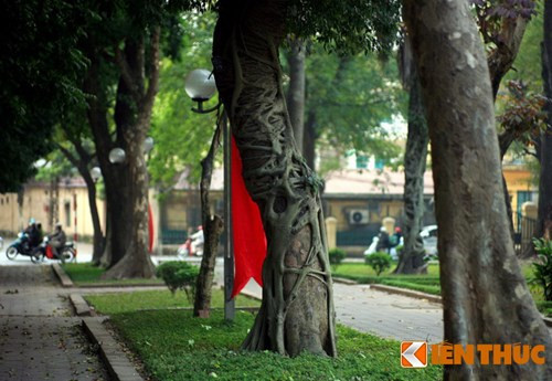 Vườn hoa Mai Xuân Thưởng có 6 cây.