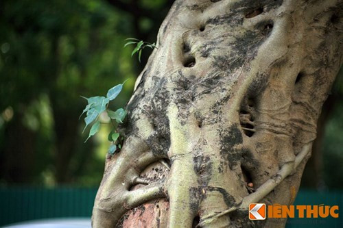 Những chiếc lá bồ đề ló ra từ phần thân cây gần như đã bị đa bóp cổ phủ kín.