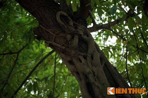 Không chỉ bóp nghẹt khiến vỏ cây chủ không còn mang nổi dinh dưỡng nuôi thân, các tán lá của đa bóp cổ sẽ vươn cao và rộng hơn cây chủ, chiếm hết nguồn ánh sáng cực kỳ quan trọng cho sự tồn tại của cây.
