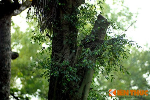 Không chỉ giết chết cây chủ, đa bóp cổ còn có thể gây nguy hiểm cho con người khi phát triển quá mạnh, tạo thành sức nặng khiến thân cây chủ nghiêng về một bên và có nguy cơ bị đổ. Đó là lý do mà cây đa bóp cổ sống trên cây dừa trong ảnh đã bị cưa thân để tránh hậu họa.