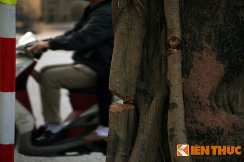 Để hạn chế sự phát triển của đa bóp cổ, người ta phải cắt ngang những rễ chính của chúng.
