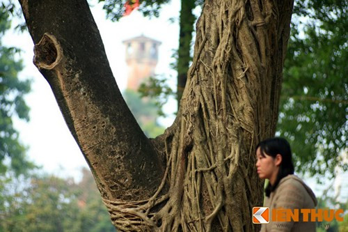 Công viên Lê nin có 3,4 cây, trong đó một cây có hình dáng rất ấn tượng.